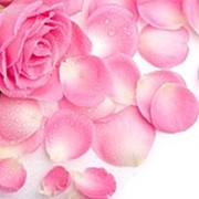 Лепестки роз фото