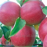 Сорт яблок “Лигол“ фотография