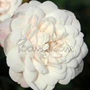 Роза флорибунда White