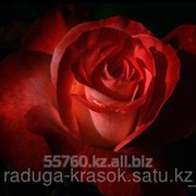 Картина стразами Красная роза на черном фоне 65х45 см фотография