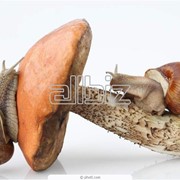 Экспертиза грибов фото