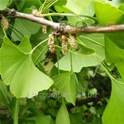 Гінкго Білоба Ginkgo Biloba 30-50