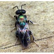 Средства борьбы с насекомыми - трихограмма фотография