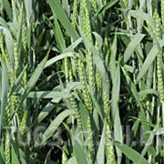 Семена пшеницы мягкой яровой элита, первая репродукция
