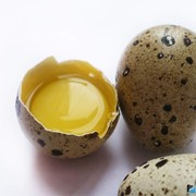 Яйца перепелиные инкубационные фотография