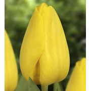 Тюльпан сорт строго голд фотография