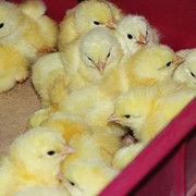 Цыплята,выращенные из домашнего яйца,домашняя птица. фото
