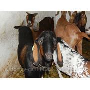 Англо-нубийские козы фото