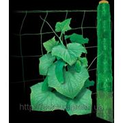 Сетка для плетущихся растений фото