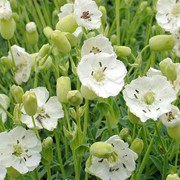 Смолевка одноцветковая (Silene uniflora) фото