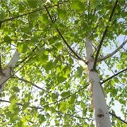 Береза обыкновенная крупномер, деревья крупномер в ассортименте фото