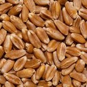 Семена пшеницы озимой (высокоурожайных сортов) фотография