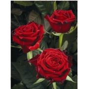 Розы «Merci Cherrie» фото