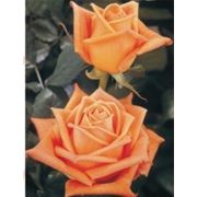 Розы «Eldorado» фотография