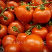 Семена томата Волгоградский фото
