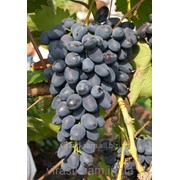 Саженцы винограда Надія Азос фото