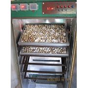Инкубатор автоматический на 1350 перепелиных яиц (450 куриных) фото