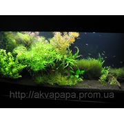 Эксклюзивный аквариум с живыми прихотливыми растениями (подача СО2) фото
