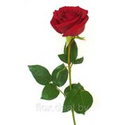 Роза красная 50см фото