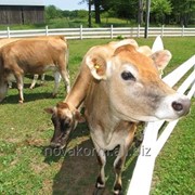 Источник энергии для молочных коров Кау-Энерджи Ликвид фото
