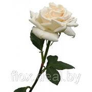 Роза белая 50см фотография