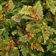 Пузыреплодник калинолистный Хамелеон (Physocarpus opulifolius 'Chameleon') фото