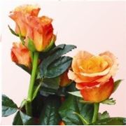 Розы «Milva» фото