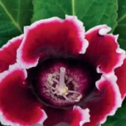Семена цветов глоксиния аванти красная с белым краем 100 пачек фото