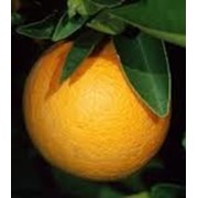 Апельсин сорта Navelinas (Испания) фото