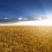 Гибридная пшеница фотография
