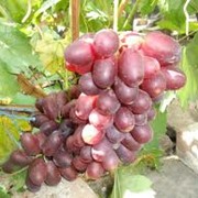 Саженцы винограда средних сортов фотография