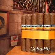 Сигары кубинские Cohiba Robustos фотография