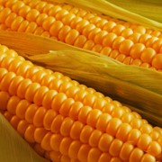 Гибриды семян кукурузы фото