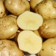 Картофель, заказать в Украине фото