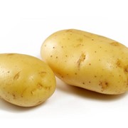 Семенное хозяйство реализует картофель элитных сортов Невский
