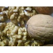 Selling the kernel of a walnut from Ukraine for export.