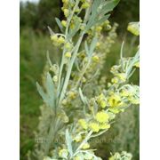 Полынь горькая (Artemisia absintium) фото