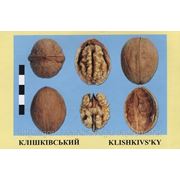 Высококачественные привитые саженцы ореха грецкого — Клишковский