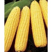 Кукуруза, Сельское хозяйство