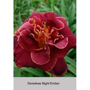 Лилейник Night Ember фотография