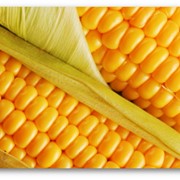 Гибриды семян Кукурузы (Pioneer, Singenta, Monsanto, NS, Limagrain) фото