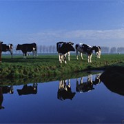 Страхование сельскохозяйственных животных фото