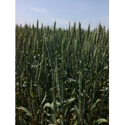 Семена озимой пшеницы Новокиевская фото