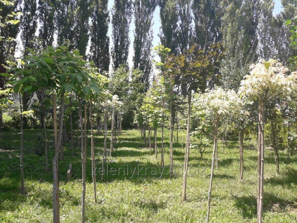 Купить Саженцы Алматы