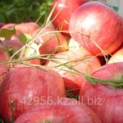 Саженцы яблонь Алтынай (бирка №38) фотография