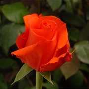 Оранжевые розы оптовые продажи, Orange Roses