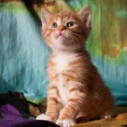 Продается отличный котенок Курильского бобтейла фото