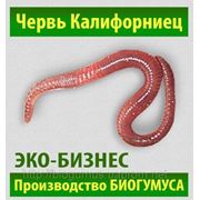 Красный калифорнийский червь 1 семья (популяция) в Харькове фото