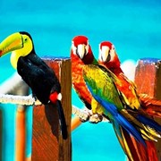 Ручные птенцы ара, жако, какаду, амазон,благородный попугай из питомников фото