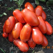 Семена томатов Сан Парадайс М177 F1 5000 шт.